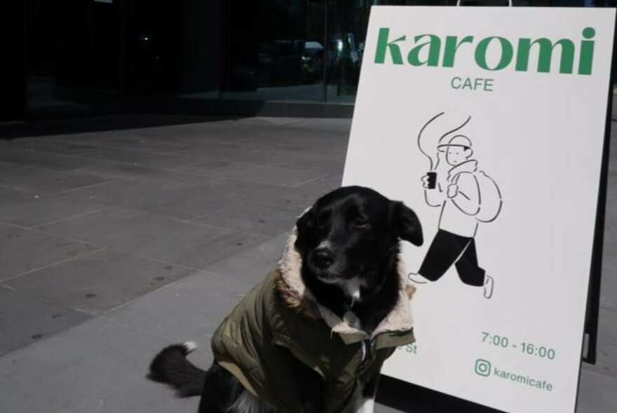 Footpath with a dog in a coat sitting in front of a sandwich board that has the words karomi cafe printed on it.