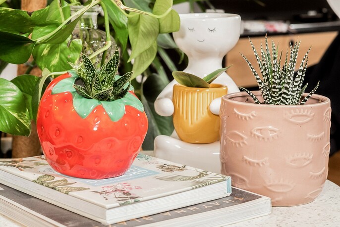 Two ceramic flowerpots containing succulents, one in a red tomato design.