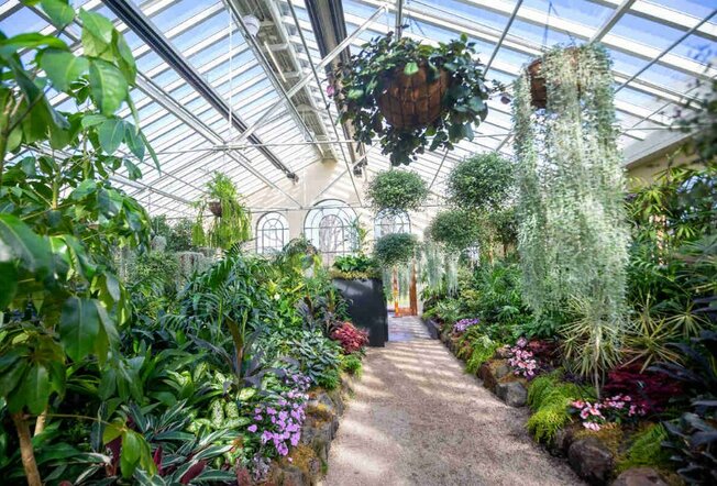 Wide shot of inside conservatory with hanging plants, flowers and arched windows.