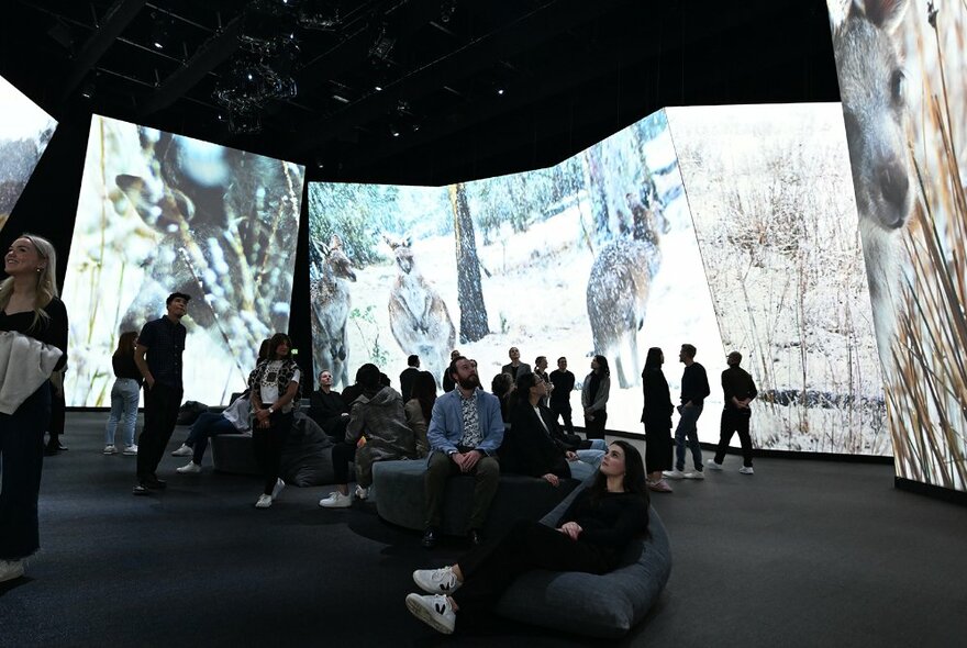 Large digital panels displaying forest scenes in a darkened exhibition space with people standing around or seated on benches and beanbags viewing the panels.