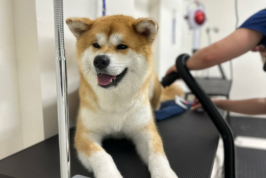 A shiba dog lying down while being groomed at a pet salon.