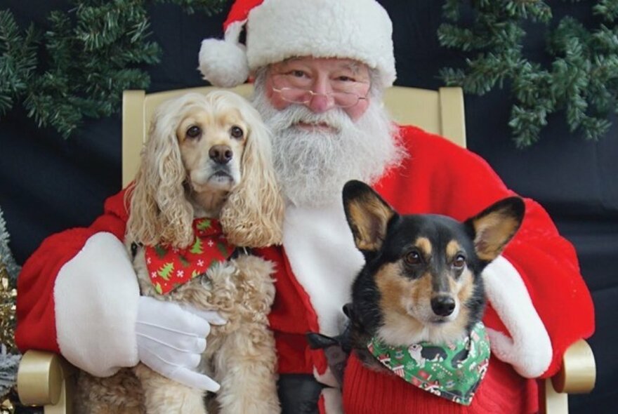 Santa in his red suit posing in an armchair with two dogs on his lap, both the dogs wearing festive handkerchiefs around their necks.