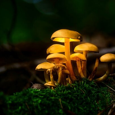 Fungi Futures