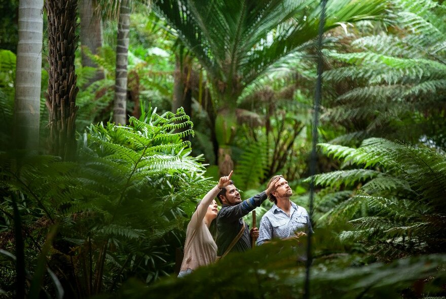 Two people with a First Peoples Guide looking up and pointing at tall trees in the Royal Botanic Gardens Melbourne.