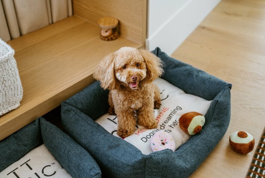 Small brown poodle sitting dog bed surrounded by toys.