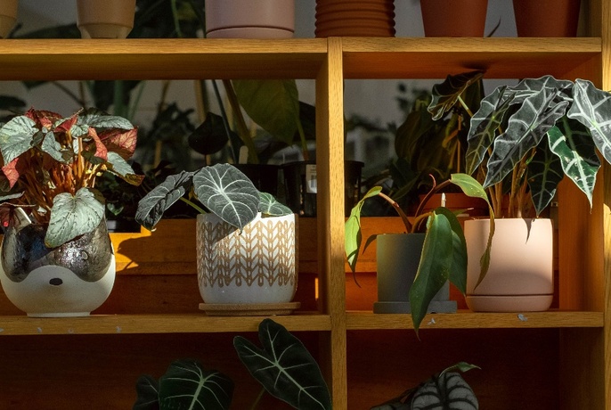 A shelf with small pot plants in a variety of pots.