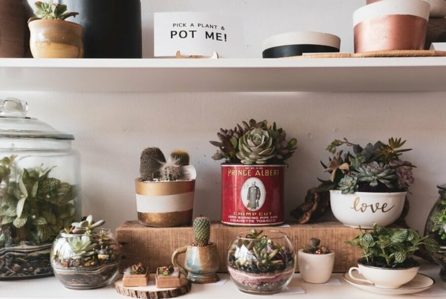 Shelves containing terrariums and cacti with a sign saying 'pick a plant and pot me'.