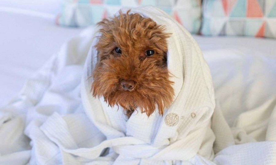 A dog in a bathrobe