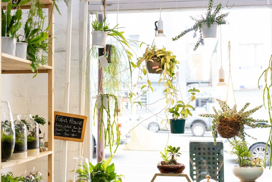 Pot plants hanging inside a shop